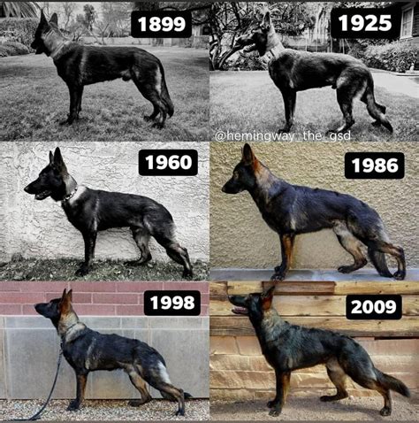 evolution of german shepherd