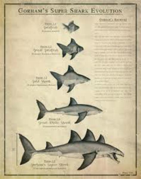 The Stunning Evolution Of Sharks: From Sea Monsters To Fine Predators