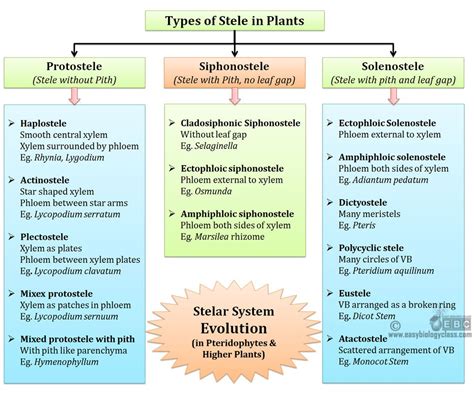 New Evolution Of Stelar System In Pteridophytes Trending