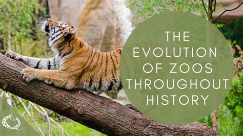 The Artificial To Biological Shift In The Evolution Of Zoos
