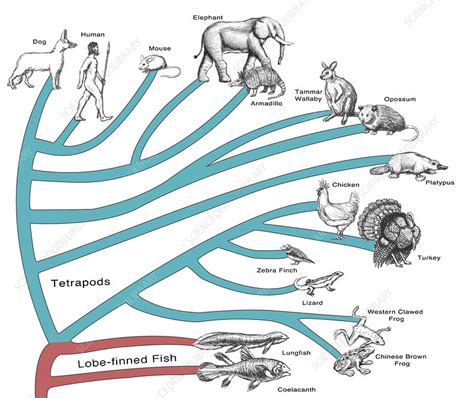 Evolution Tree Animals