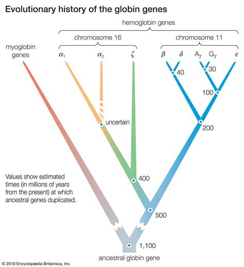 Evolution Tree Model