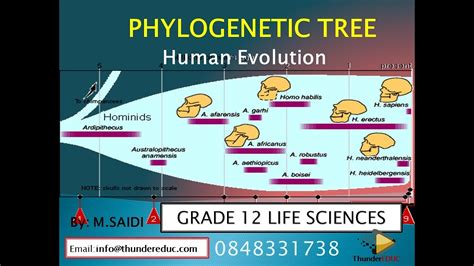 Evolution Tree Notes