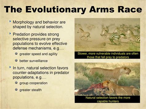 Evolutionary Arms Race Wikipedia