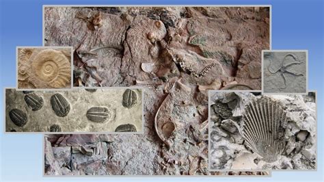 Evolutionary Fossils