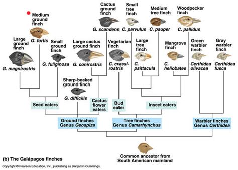 Evolutionary Tree For Galapagos Finches