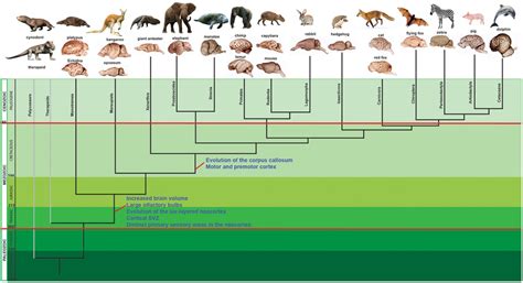 Evolutionary Tree Groups