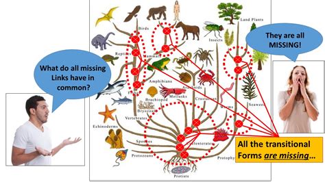 Evolutionary Tree Missing Link