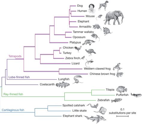 Evolutionary Trees Practice