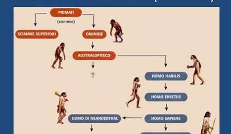 Scoperto in Africa un nuovo antenato dell'uomo - Biotech - Scienza