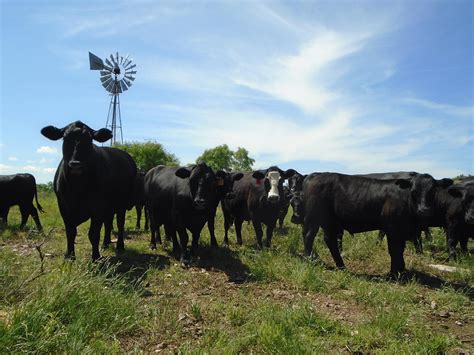 Ewing Land And Cattle