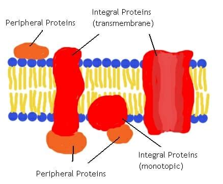 Example For Membrane Protein