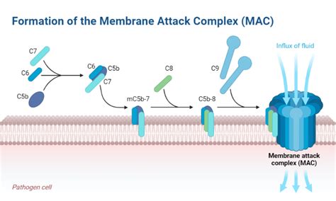 Example Membrane Attack Complex