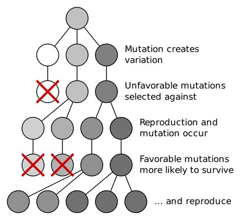 Example Of A Natural Selection Mutation