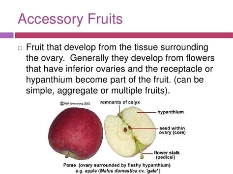 Example Of An Accessory Fruit