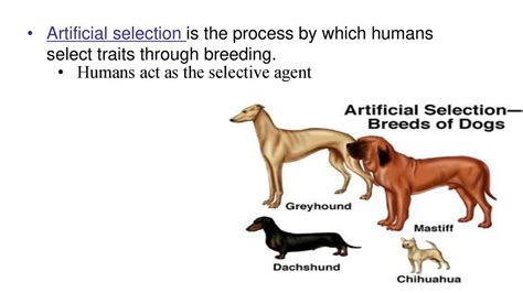 Example Of Artificial Selection By Humans