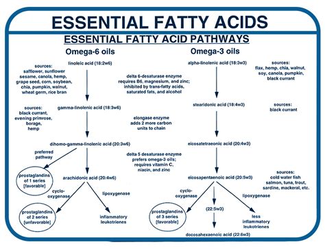 Example Of Essential Fatty Acids (Efa)