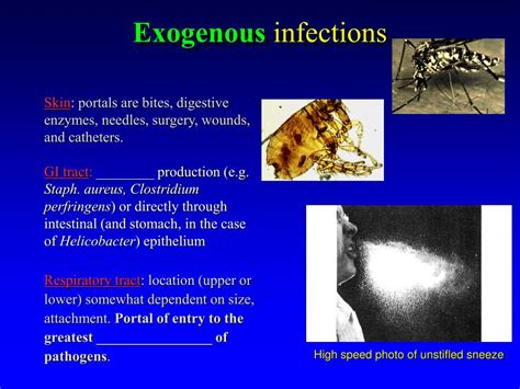 example of exogenous infection