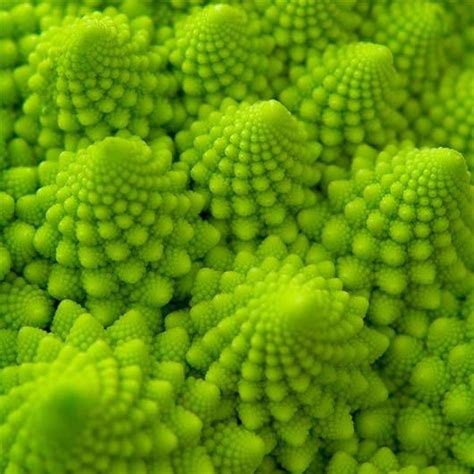 example of fractal pattern found in nature