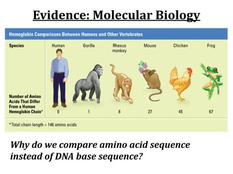 example of molecular biology evolution