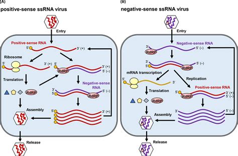 example of negative sense single stranded rna virus