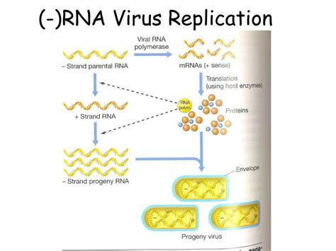 example of negative sense virus