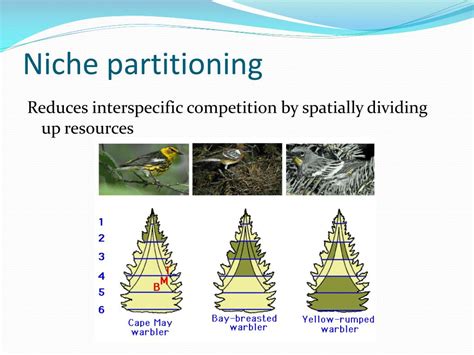 example of niche partitioning by height