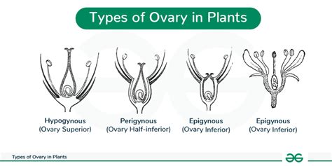 Example Of Ovary In Plants
