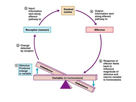 example of positive and negative feedback mechanism in homeostasis