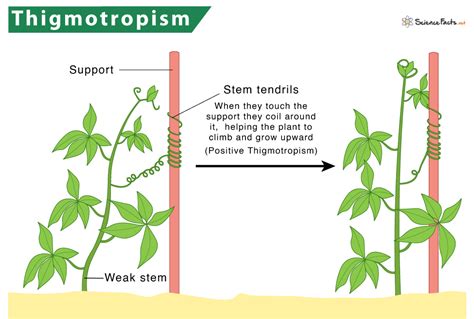 example of positive and negative thigmotropism