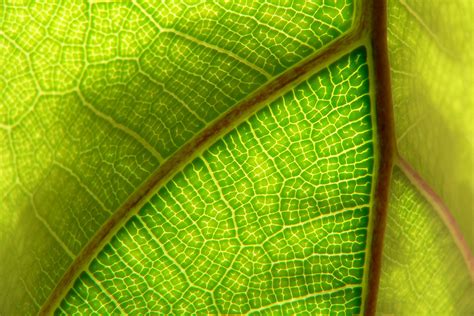 example of tessellation pattern in nature