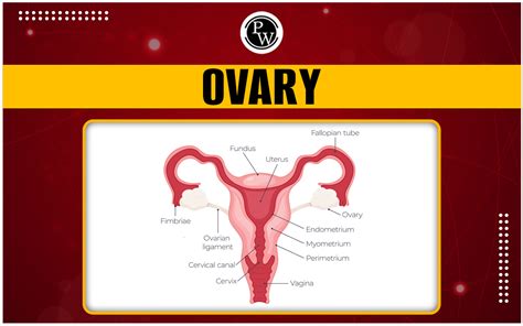 Example Of The Word Ovary