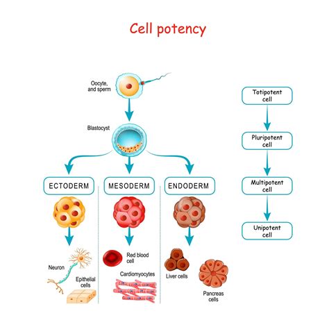 example of unipotent stem cells