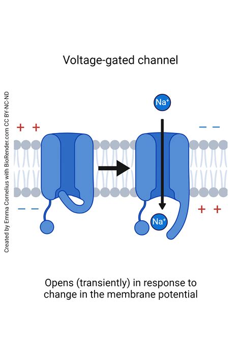 Example Of Voltage Gated Channel