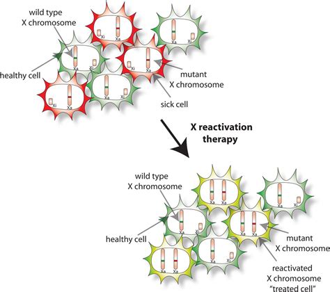Example Of X Inactivation In Humans