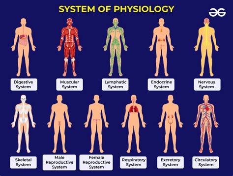 Examples Anatomy And Physiology