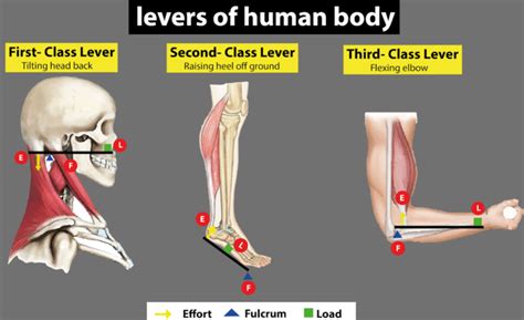 Examples Of 1St Class Levers In The Body