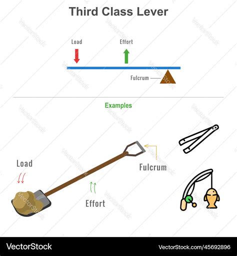 Examples Of 3Rd Class Lever