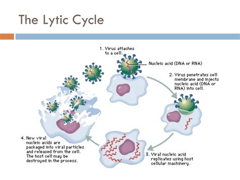 Examples Of A Lytic Virus