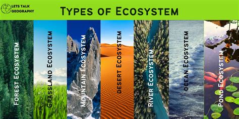 Examples Of A Small Ecosystem