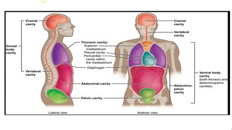 Examples Of Anatomical Structures