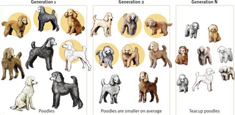 Examples Of Artificial Selection In Dogs
