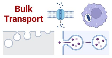 Examples Of Bulk Transport