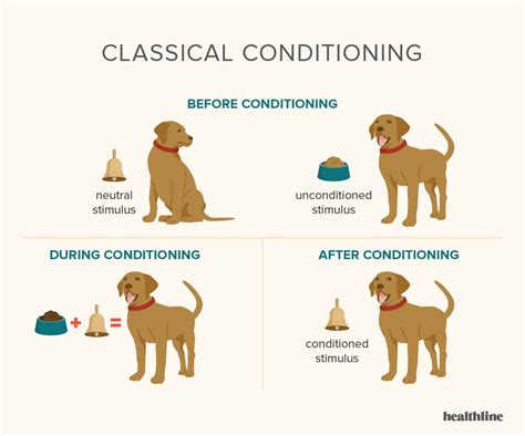 Examples Of Classical Conditioning Dogs