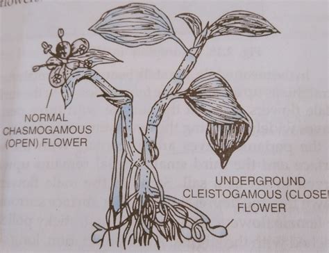 Examples Of Cleistogamous Flowers