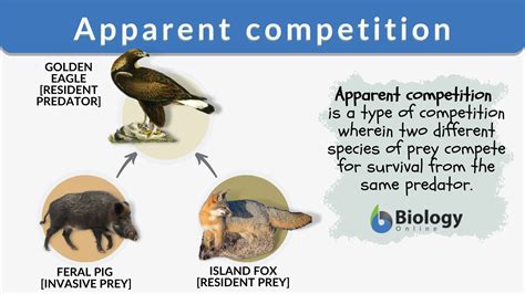 Examples Of Competition In Animals