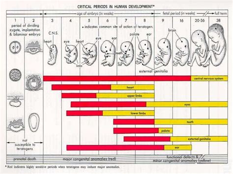 examples of critical periods in human development