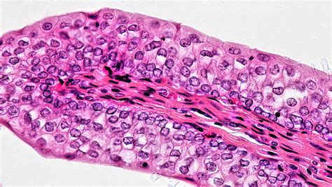 Examples Of Cuboidal Cells