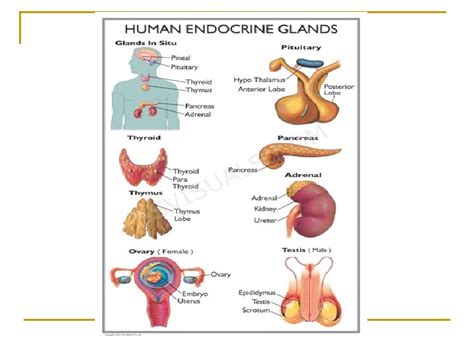 examples of endocrine glands and their functions