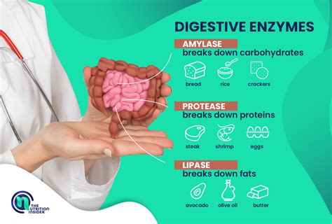 Examples Of Enzymes In The Digestive System